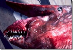 Goblin Shark, Mitsukurina owstoni I.24053-001