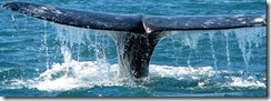 gray whale