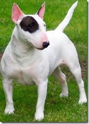 mini_bull_terrier_1