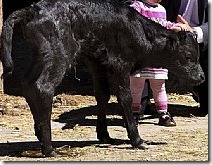 toro