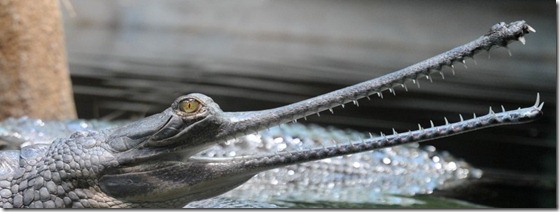 GAVIALIS GANGETICUS