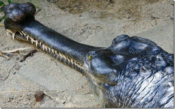 San Diego Zoo