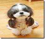 PERROS 44