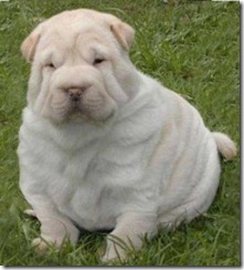 fet hund