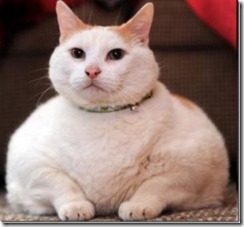 fet katt