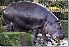 hippo.arp
