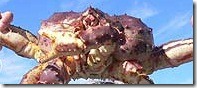 king_crab_11