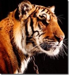 tiger