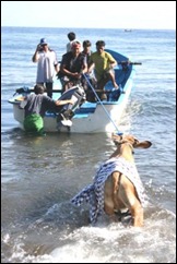 vaca2