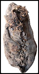 zapato21