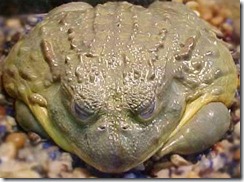 Conraua goliath