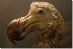 DODO3