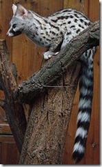 Genetta_genetta_felina_(Wroclaw_zoo)