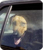 PERRO COCHE