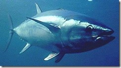 atun-rojo