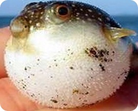 fugu-1