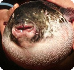 fugu--
