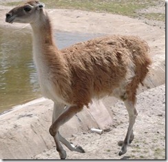 guanaco