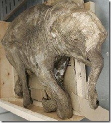 mamut