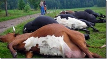 vacas3