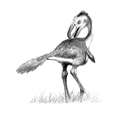 Andalgalornis_jconway