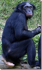 Bonobo_011