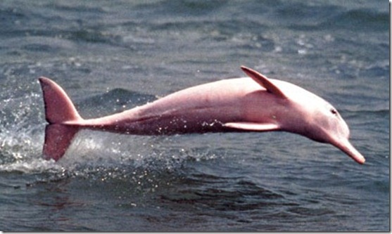 DRLFIN ROSADO amazon-pink-dolphin