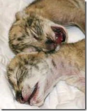 LIGERS22