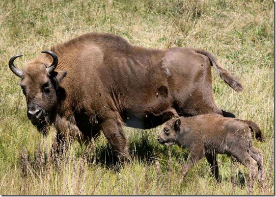 bisonte_europeo