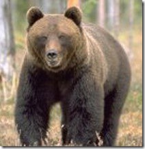 bjorn_