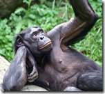 bonobo1