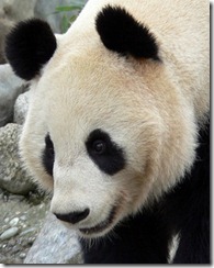 g panda2