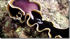 platyhelminthes3