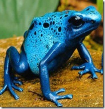 poison-dart-frog