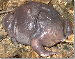 Nasikabatrachus_sahyadrensis