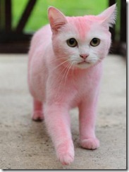 gato pink_