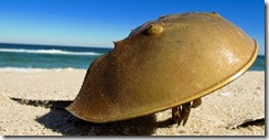 l horseshoe crab