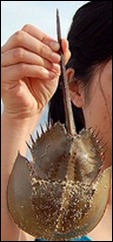 l horseshoe crab upside down -2