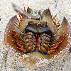 l horseshoe crab upside down
