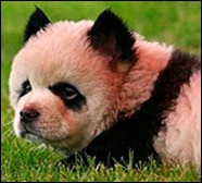 pandaDog_reuters_597937t