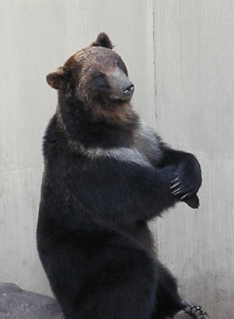 Oso marrón de Hokkaido