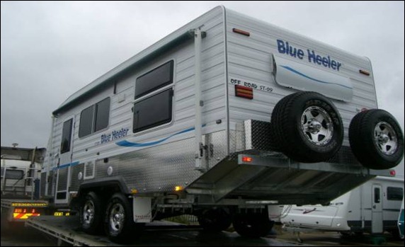 Sblue_heeler_063