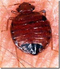 bedbug1