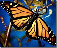 mariposa-mon