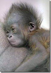orang germany-zoo2