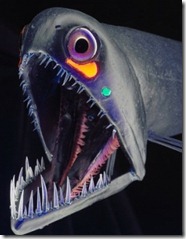 pez-dragon2