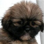shih_tzu_