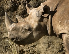 Black_rhino