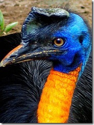 Casuarius_unappendiculatus_-Northern_Cassowary_-head