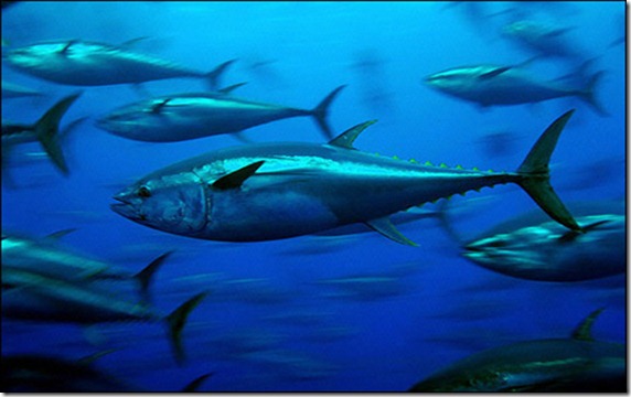 blue-fin-tuna1